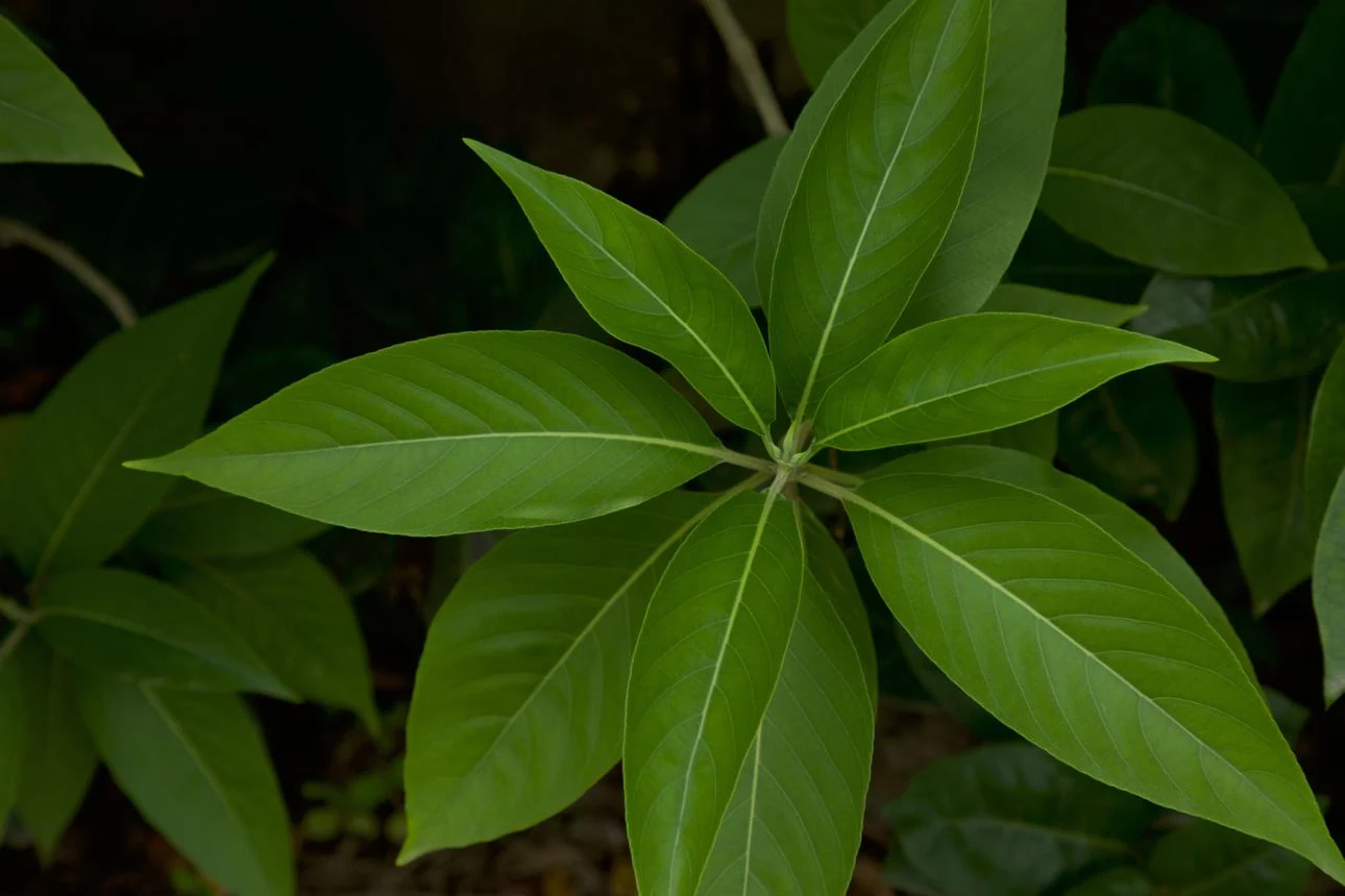 Vasika Leaves (Adhatoda vasica) used in QoughSOL